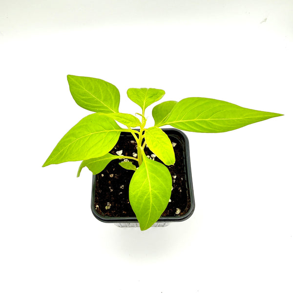 頭狀雞冠花/ 鳳尾球花苗（只限自取）