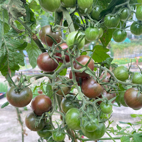 香港黑蕃茄 黑番茄 車厘茄 種子 美國Johnny's種子 Hong Kong Black Cerry Tomato seed