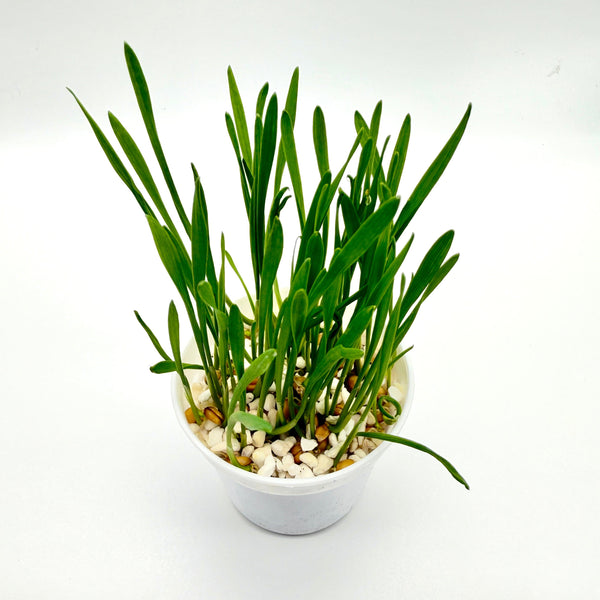 小麥草/貓草(預售) (只限自取)