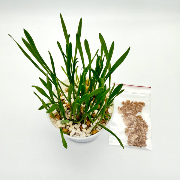 小麥草/貓草(預售) (只限自取)
