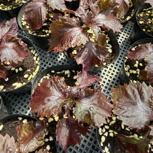 香草紅紫蘇苗 (不設平郵)