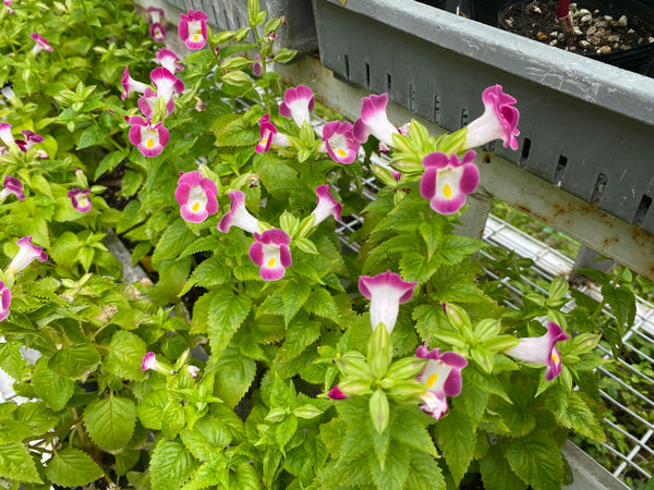 F1夏堇 玫紅色(丸粒化)/ F1 Torenia Rose (Pelleted)