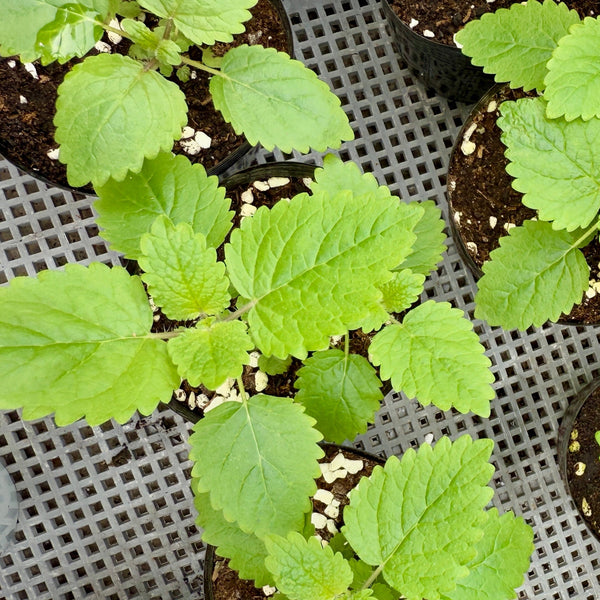 香草檸檬香蜂草