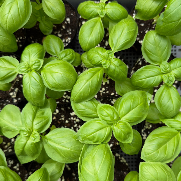 香草羅勒苗(不設平郵)