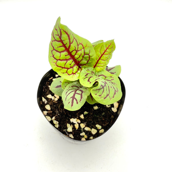 酸模苗(不設平郵)