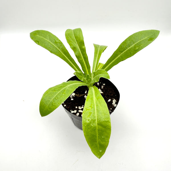 金盞菊花苗（只限自取）