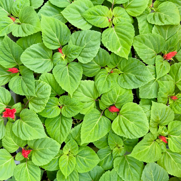 一串紅 展望紅色 花苗 (不設平郵)