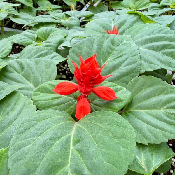 一串紅 展望紅色 花苗 (不設平郵)
