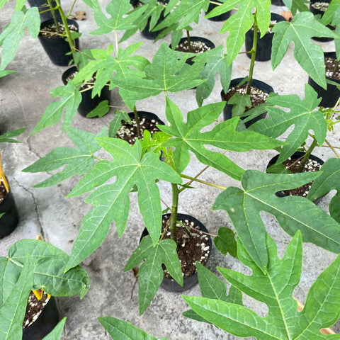 Red Lady Papaya Seedling