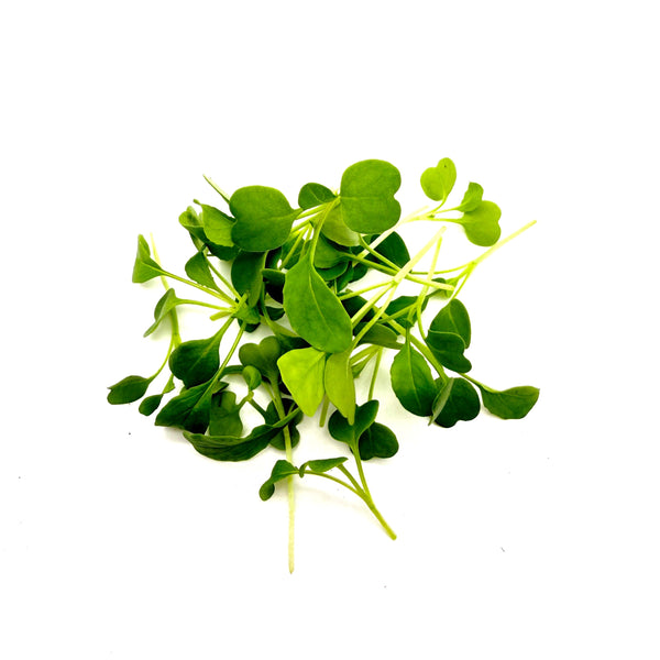 火箭菜 圓葉