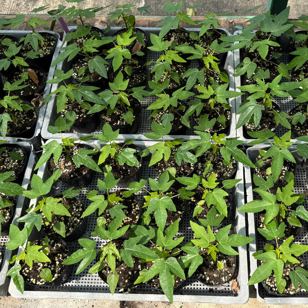 Red Lady Papaya Seedling (Pick-up only)