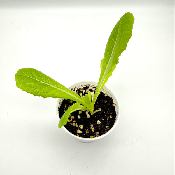 菜苗 (只限自取)