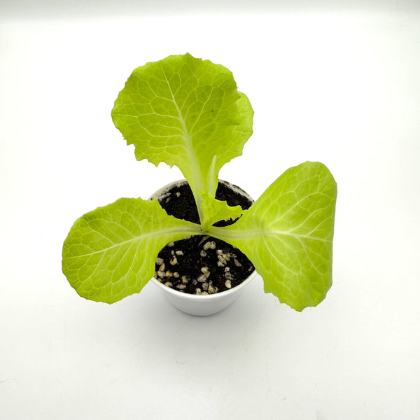 菜苗 (只限自取)