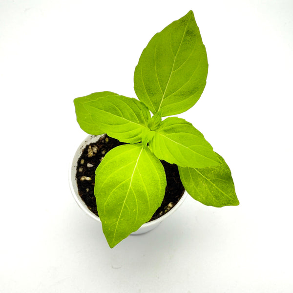 香草檸檬羅勒苗