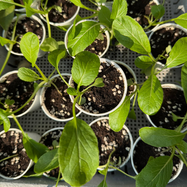 菜苗 (只限自取)