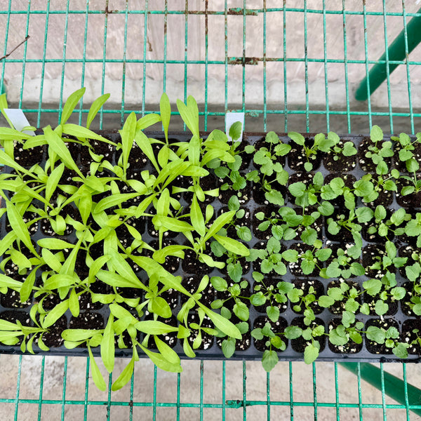 Seedlings 72 grids Require Pre-order