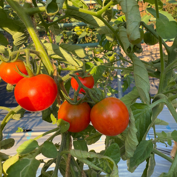 F1番茄苗 (只限自取)