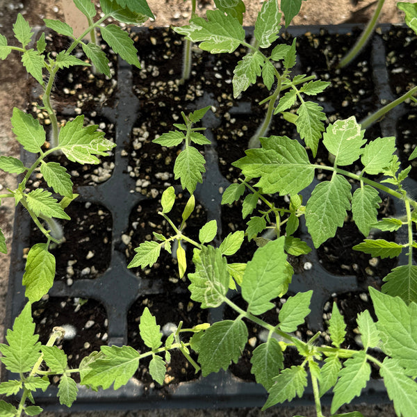  Seedlings- 32 grids (Require Pre-order)