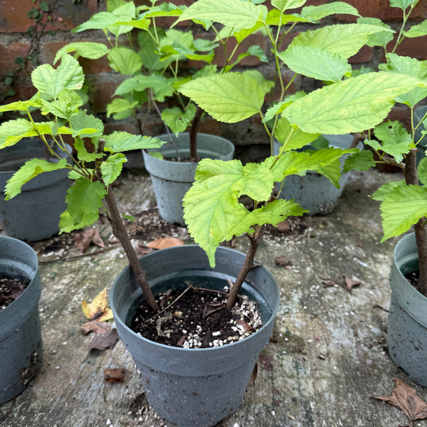Mulberry Seedlings (Pick-up only)