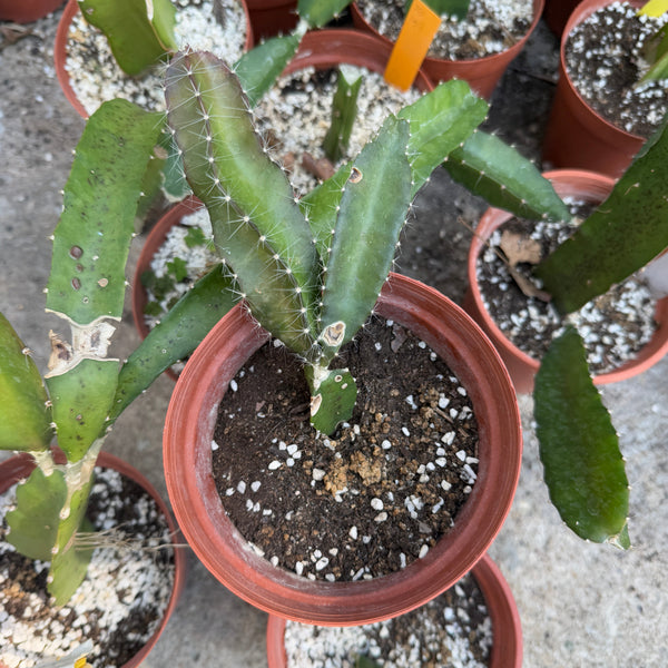 紅肉火龍果苗(只限自取)