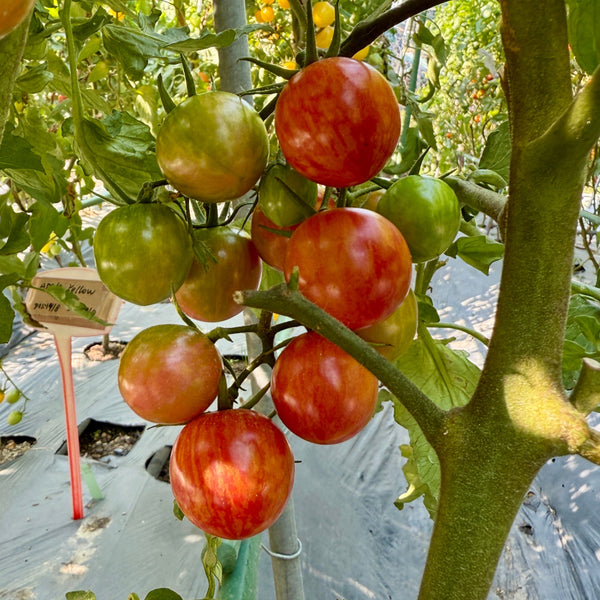 F1番茄苗 (只限自取)