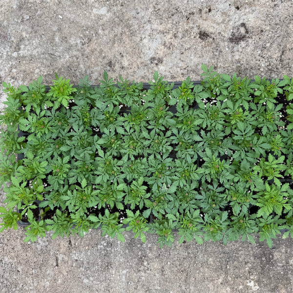 Seedlings 72 grids Require Pre-order
