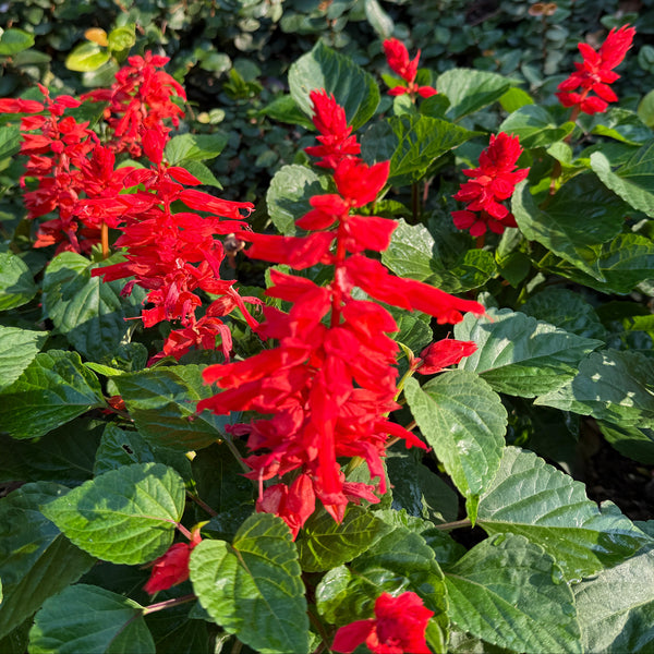 一串紅 展望紅色 花苗 (不設平郵)