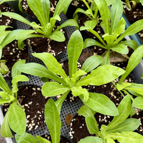 金盞菊花苗（只限自取）