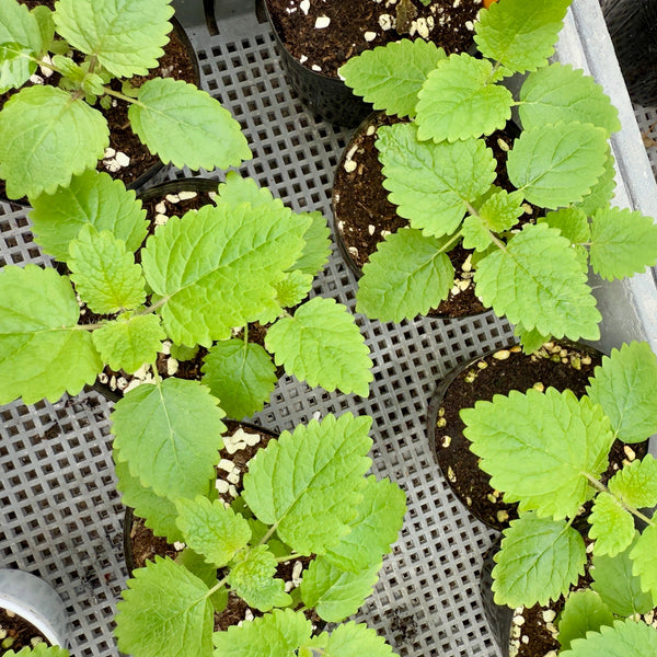 香草檸檬香蜂草苗 (不設平郵)