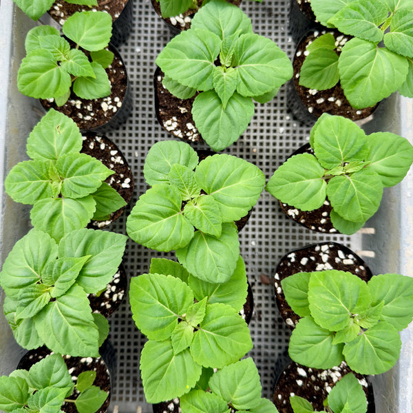 一串紅 展望紅色 花苗 (不設平郵)