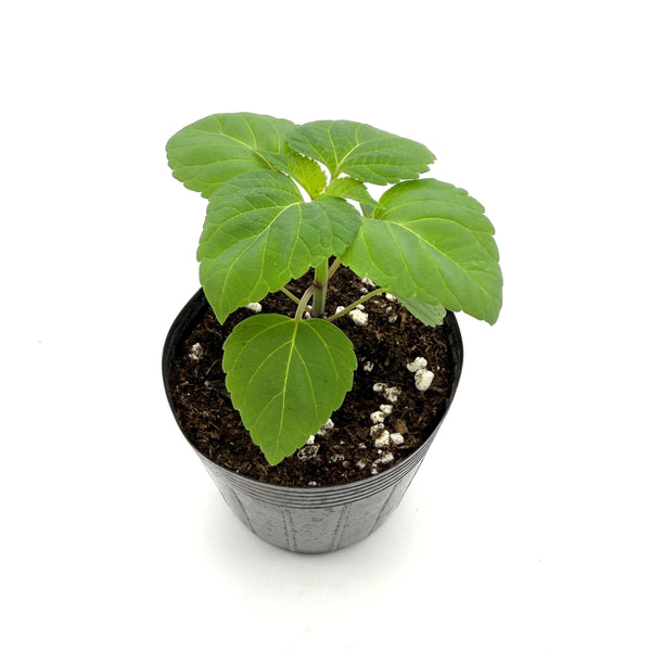 一串紅 展望紅色 花苗 (不設平郵)