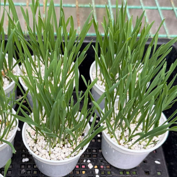 小麥草/貓草(預售) (只限自取)