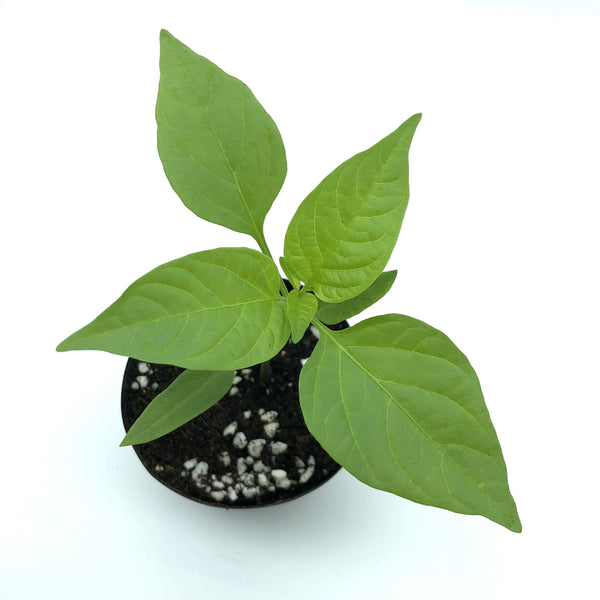 甜椒苗 Pepper Seedlings