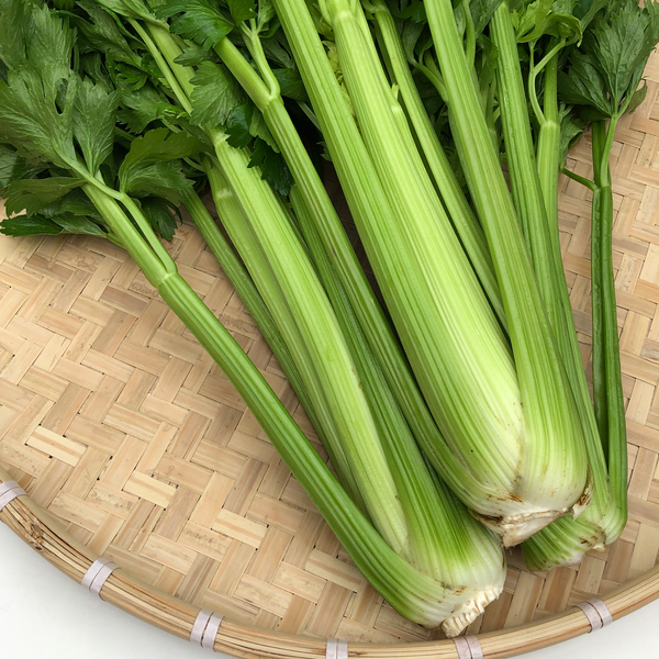 香港種植 西芹苗 Hong Kong Celery seedlings