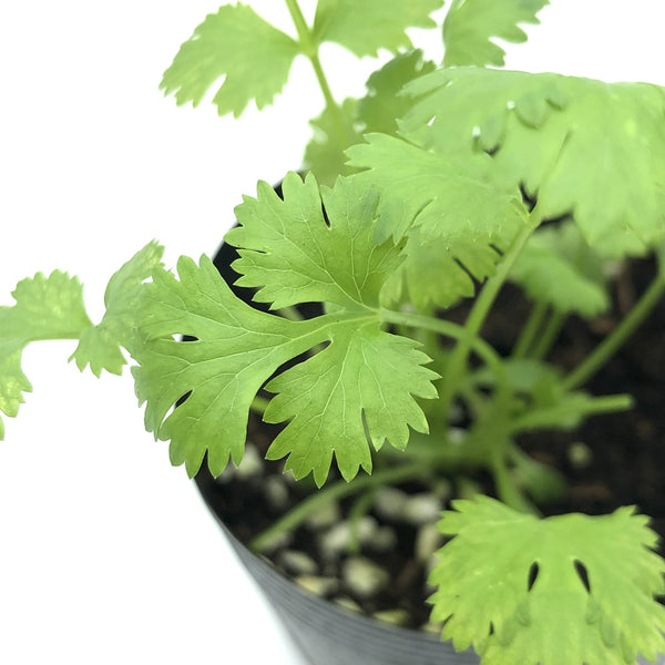 Coriander Seedlings-Marino (SF or pick-up only)