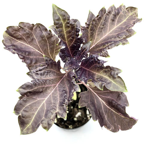 香草皺葉紅色羅勒苗 Hong Kong basil seedlings ruffled red basil