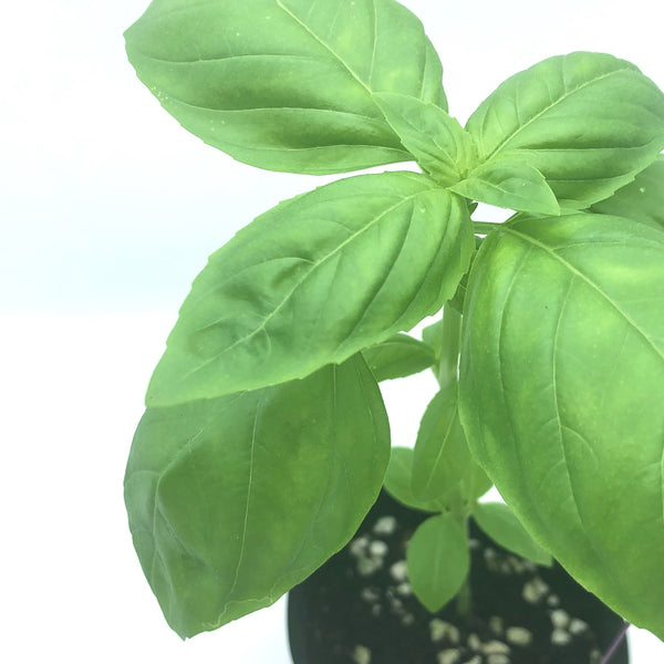 香港 香草苗 羅勒苗 Hong Kong herb seedlings pot plant basil
