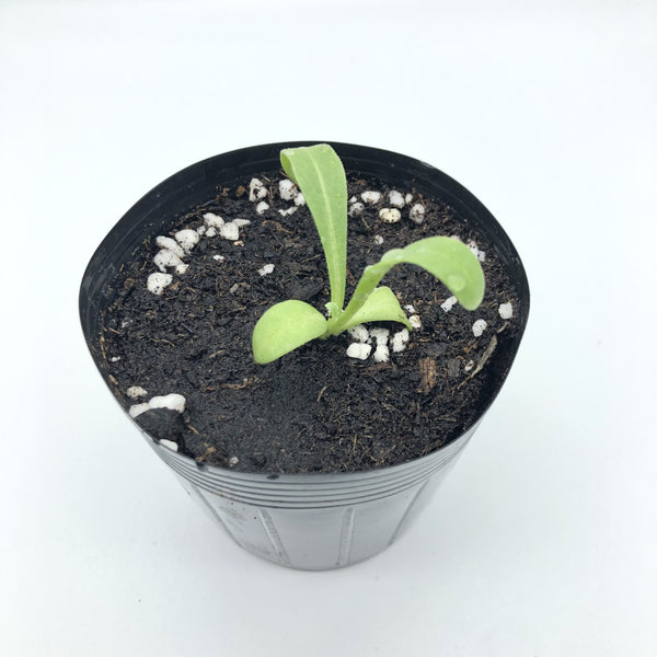 Calendula Seedling (Pickup Only)