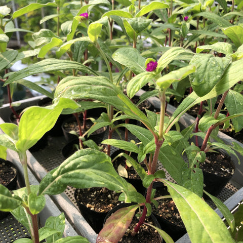 香港 千日紅 圓仔花 幼苗 Hong Kong Gomphrena Seedlings Pot Plant for gardening