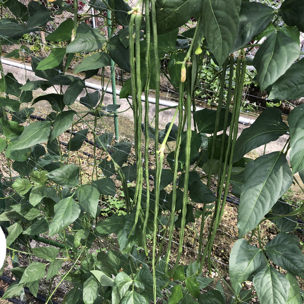 Yard Long Bean - Dark Green