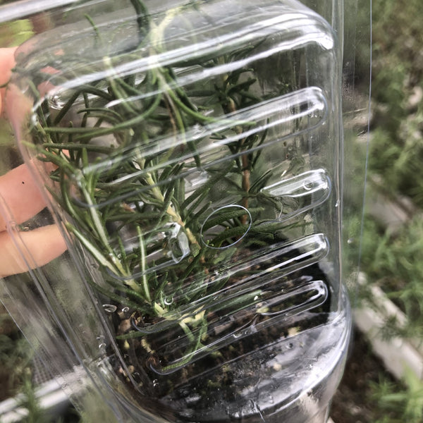 香草迷迭香苗 (不設平郵) / Herbs Rosemary Seedlings (SF or pick-up only)