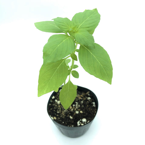 香港 檸檬羅勒苗 Hong Kong Lemon Basil seedling