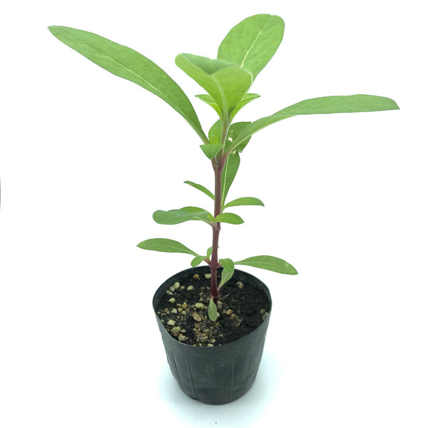 香港 千日紅 圓仔花 幼苗 Hong Kong Gomphrena Seedlings Pot Plant for gardening