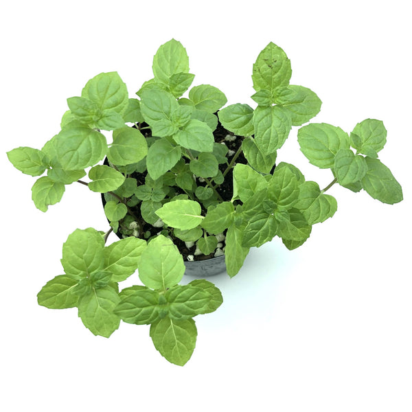 Herbs Mint Seedlings (Pick-up only)