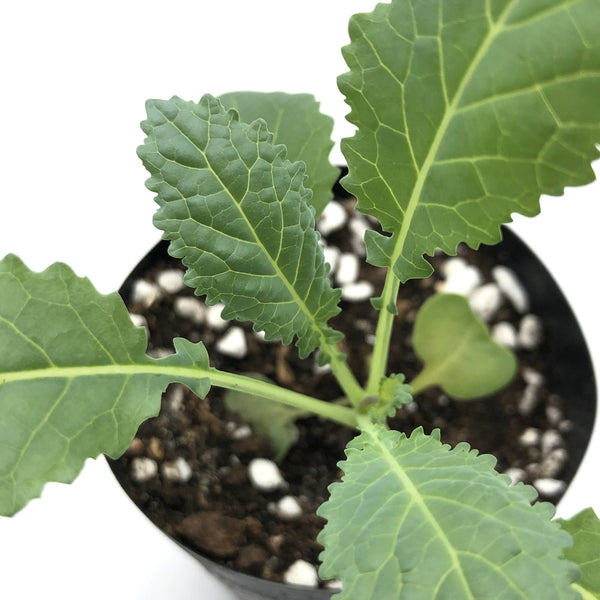 香港恐龍羽衣甘藍菜苗 Hong Kong Lacinato Kale Seedling