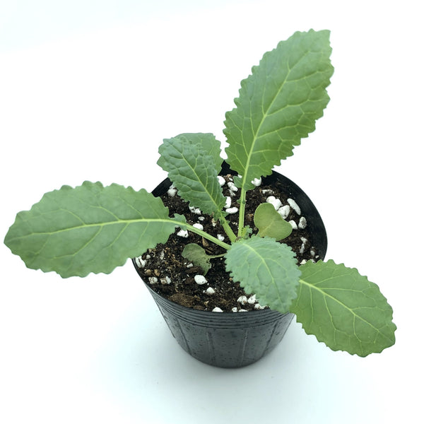 香港恐龍羽衣甘藍菜苗 Hong Kong Lacinato Kale Seedling