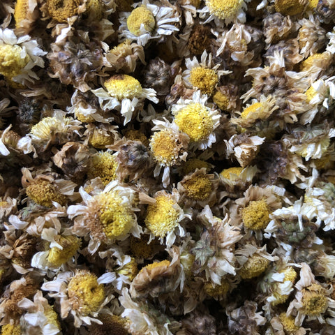 Chrysanthemum Dried Flower