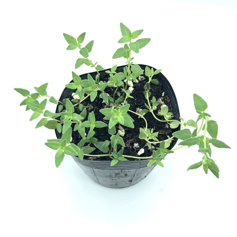 香港 香草苗 百里香苗 Hong Kong herb seedlings pot plant Thyme