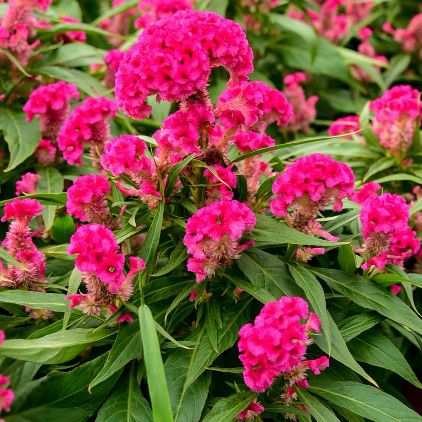 Celosia Cristata Flower Images | Best Flower Site