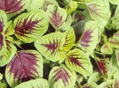 Amaranthus - Green and Red Round Leafed